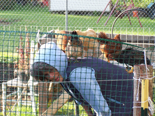 Raising our own chickens