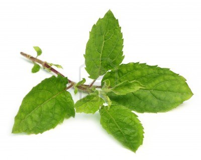 Tulsi cures many skin ailments apart from cough and cold in children.
