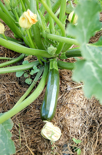 Courgettes/Zucchini