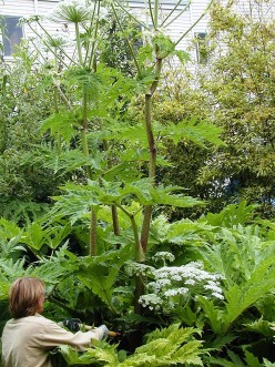 Botanical Giants #2: Heracleum mantegazzianum - The Giant Hogweed or Giant Cow Parsnip