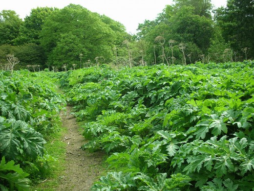 An entire field of growing (unchecked) Giant HogWeed