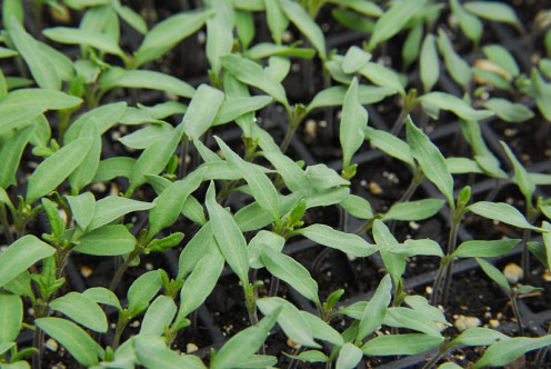 Picture of Tomato seedlings.