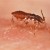 Kissing Bug Kissing Bug