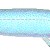 Candiru-Vampire Catfish Candiru-Vampire Catfish