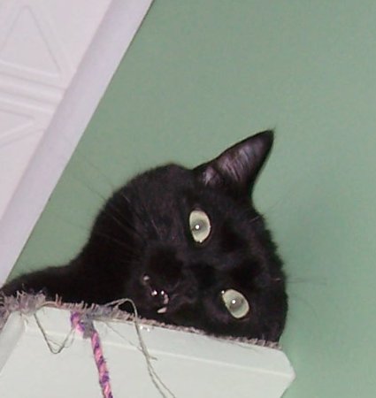 This is Darcy before his escapade relaxing on shelves my husband built. When he is really relaxed he shows his fangs!!!