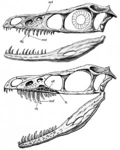 Sinornithosaurus skull sketches with teeth in sockets (above) and loosed from them (below).