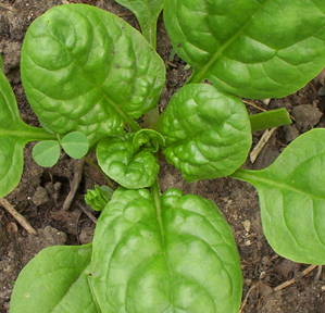 A simple spinach plant