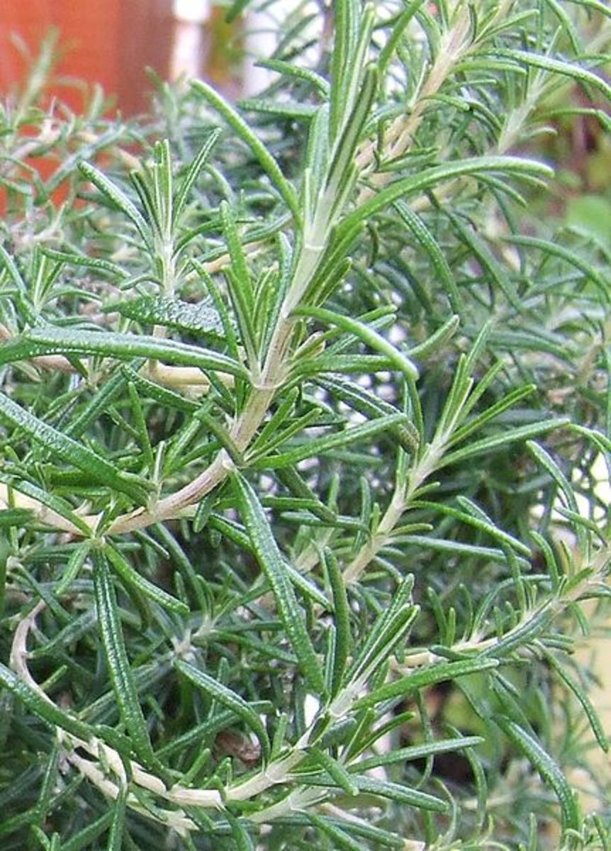 Picture of the Herb Rosemary and its foliage.You could trim this plant back and take the cutting and use them in you culinary cooking