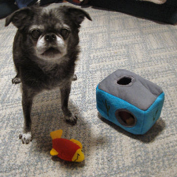 My own dog, Roc, a 12-year-old Brussels Griffon, loves finding the hidden squeaky toys inside the bigger "burrow."