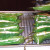Afterwards the peppers are removed form the grill and placed on a cooling tray. Afterwards the peppers are removed form the grill and placed on a cooling tray.