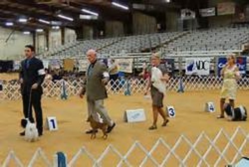 Showing Your Dog In AKC Conformation Shows Showing Your Dog In AKC Conformation Shows