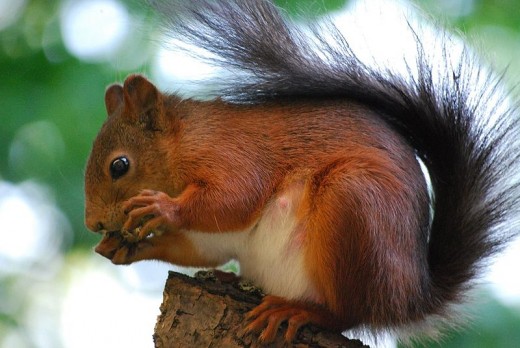 Squirrels know exactly what it takes to plan ahead and be ready