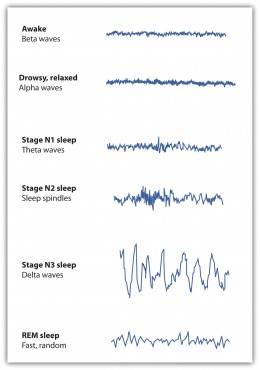 As sleep deepens neurons synchronize their impulses and produce high amplitude theta and delta waves
