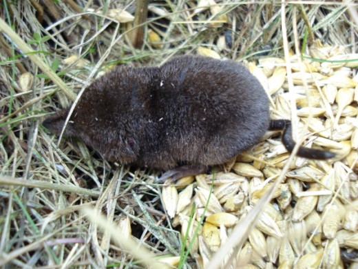 Sorex araneus, the common shrew, taking an uncommon approach to getting through the winter