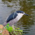Black Crowned Night Heron Black Crowned Night Heron