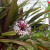 Tropical Flower, Moir Gardens Tropical Flower, Moir Gardens