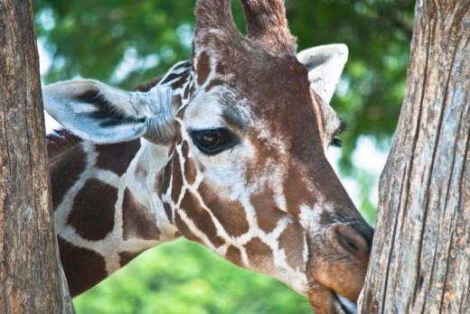 Giraffe Licking Tree