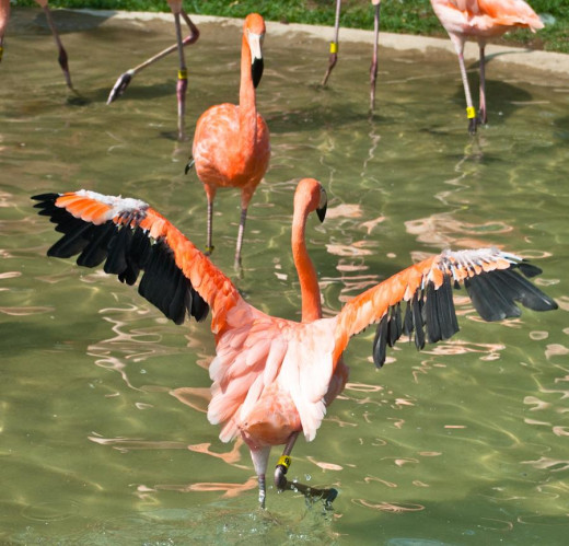 Flamingo's
