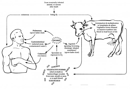 Anthrax typically does not cause disease in carnivores and scavengers, even when these animals consume anthrax-infected carcasses. Anthrax outbreaks do occur in some wild animal populations with some regularity.