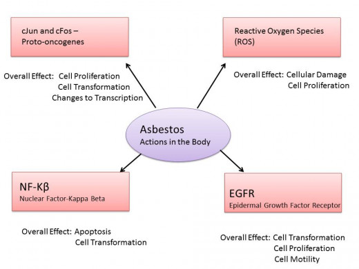 Illustration based on information in Heintz 2010 paper-Asbestos, Lung Cancers, and Mesotheliomas: From Molecular Approaches to Targeting Tumor Survival Pathways.