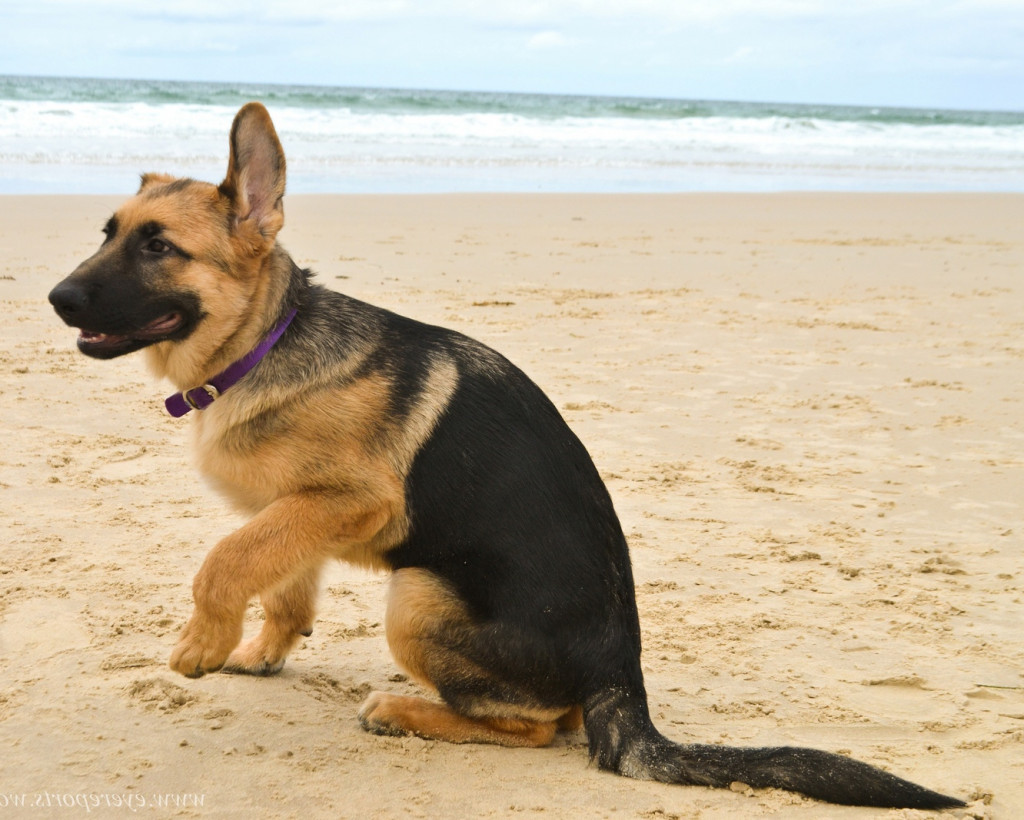 5 Most Heroic Dog Breeds