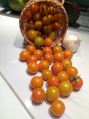 Sun Gold tangerine color cherries just keep on coming all summer long.