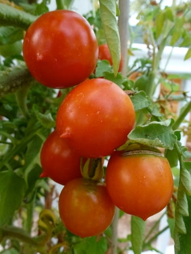 Riesentraube are big pointy cherry tomatoes that make great sun dried tomatoes.