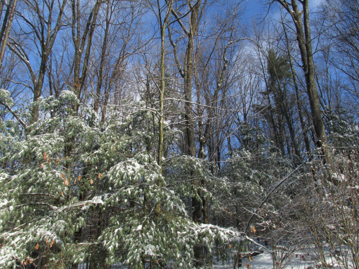A view of my backyard trees on a cold, but sunny winter day.