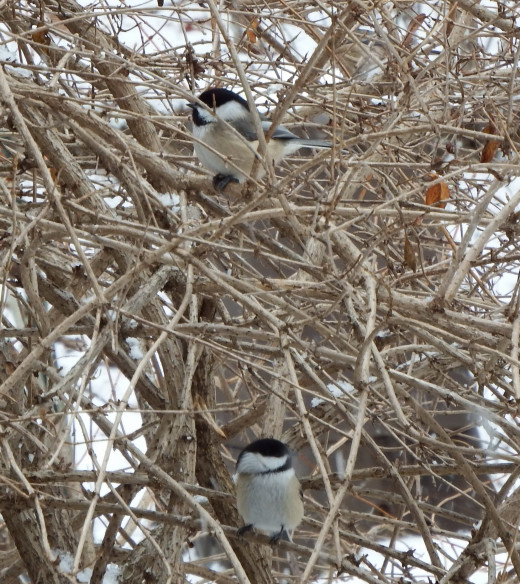 Black-capped Chickadees in weigela bush waiting their turn at the bird feeders.
