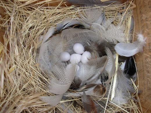 Feather-lined nest of a Tree Swallow.