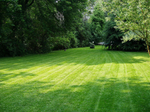 All cool-season grasses need at least five to six hours of direct sunlight every day to thrive. Some shade, however, is not bad, especially when it helps cool the grass.