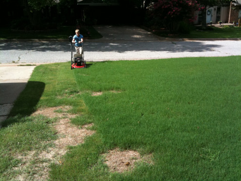 A lawn needs constant attention otherwise areas can fade away.