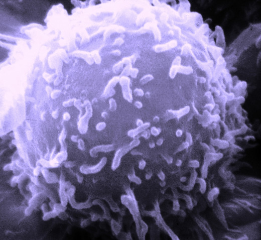 B cells produce antibodies which circulate through the blood and neutralise pathogens.