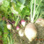 Grow Root Vegetables -Slow Growing