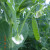  Grow Peas - Vertical Gardening - Space Saving, Delightful & Easy to Grow