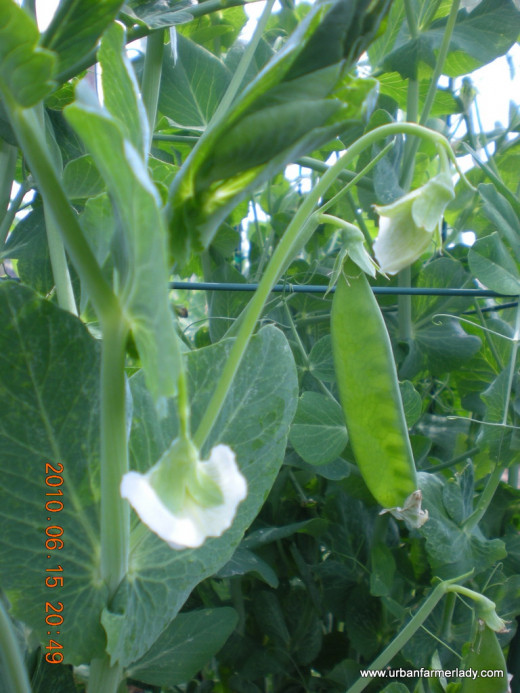  Grow Peas - Vertical Gardening - Space Saving, Delightful & Easy to Grow