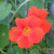 Grow Edible Flowers - Nasturtium - Companion Plant