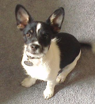 Could you eat this puppy even if you were starving to death?