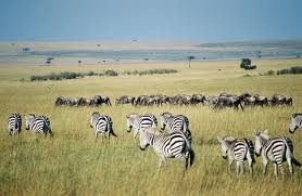 Zebra in the Wildebeest Migration