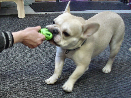 Teddy (French Bulldog) likes crackly/crunchy toys.