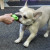 Teddy (French Bulldog) likes crackly/crunchy toys.