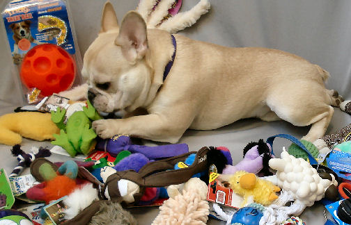 Of course, there's a chance your dog will become a toy hoarder - like my own Teddy.