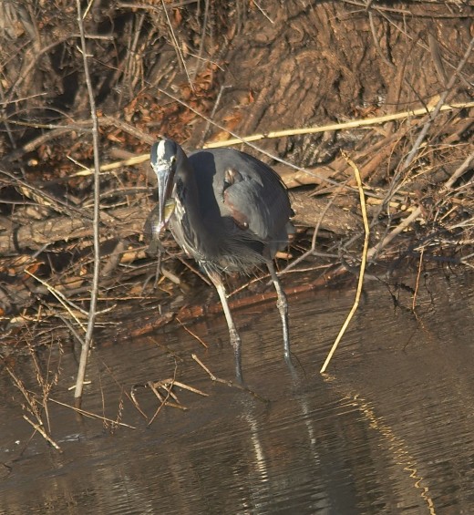Great Blue Heron Gets His Crappie