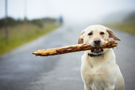 Labs LOVE to play!