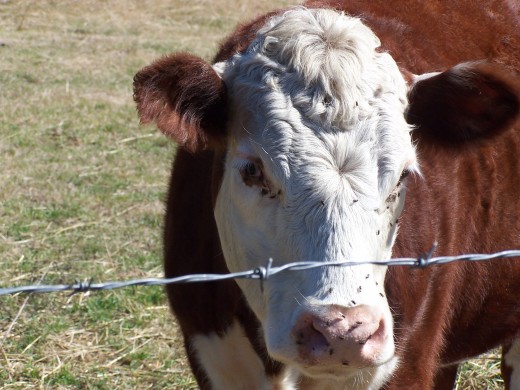 No growth hormones means slower development of crops and beef