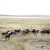 Wild horses in the western plains image:wilimedia Wild horses in the western plains image:wilimedia