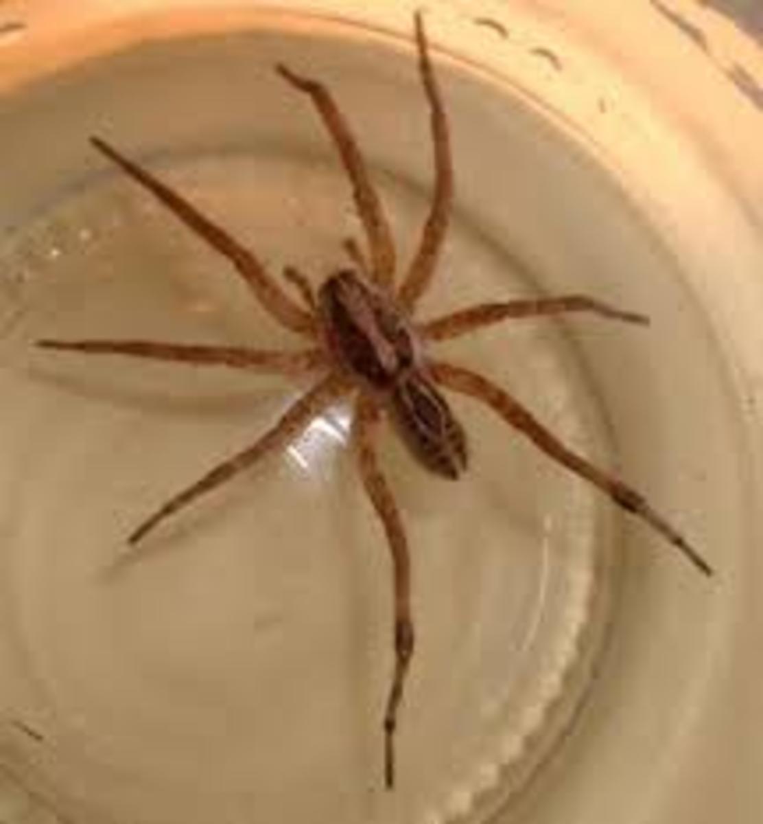 Wolf Spider Bite: What You Need To Do? | HubPages