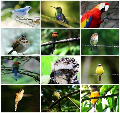 Develop a "Feathertude"