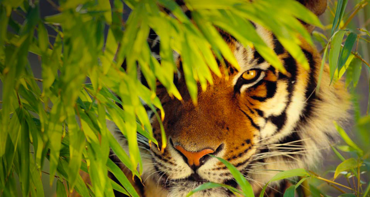 A Bengal Tiger In The Kanha National Park In Madhya Pradesh.