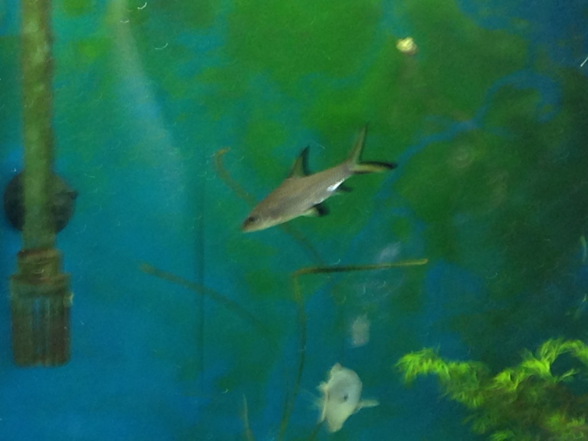 Bala sharks are notorious for growing to large sizes.